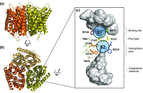 Structure Of Amtb From E Coli A View Of The Amtb Trimer From The