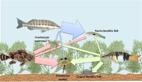 Common Fish Species And Their Fishing Habits Seafood Peddler