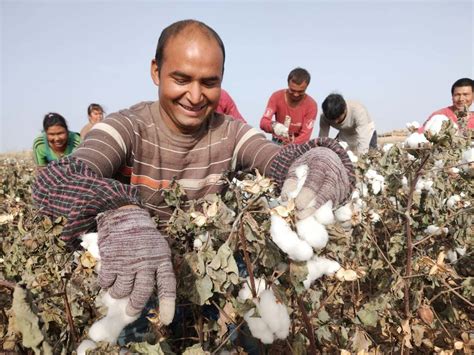 Profile The Making Of A Champion Cotton Picker In Chinas Xinjiang