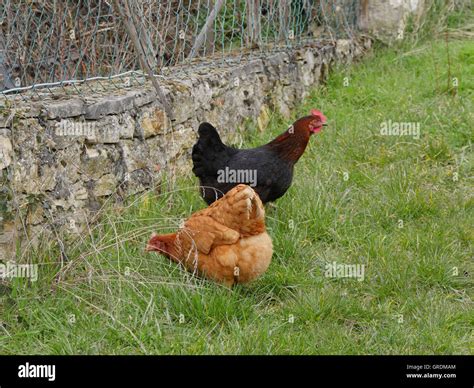 Free Range Chickens Hi Res Stock Photography And Images Alamy