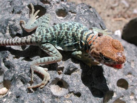 Collared Lizards For Sale Lizards And More Lizards Photos Of