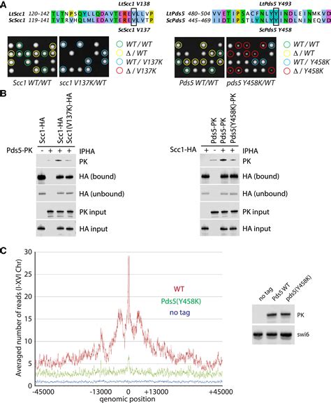 Crystal Structure Of The Cohesin Gatekeeper Pds5 And In Complex With Kleisin Scc1 Cell Reports