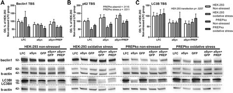 Autophagy Markers In Hek And Prepko Cell Soluble Fraction Tbs