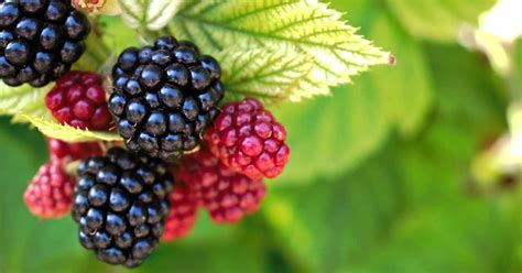 Tips For Growing Blackberries In Containers Gardeners Path