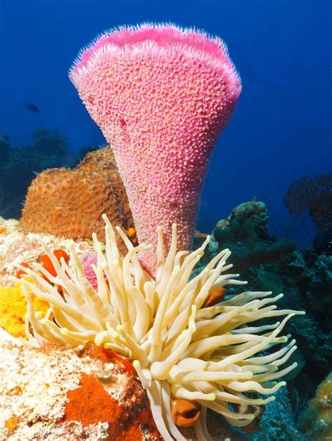 A Blog About Marine Sponges Underwater Photography Oceanography And