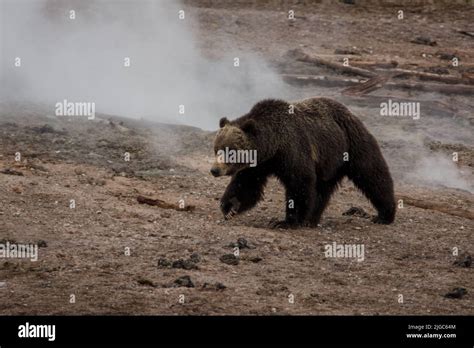 A Grizzly Bear In Yellowstone National Park Stock Photo Alamy