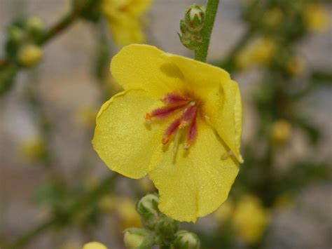 Scrophulariaceae Verbascum Nigrum 1 Scrophulariaceae V Flickr