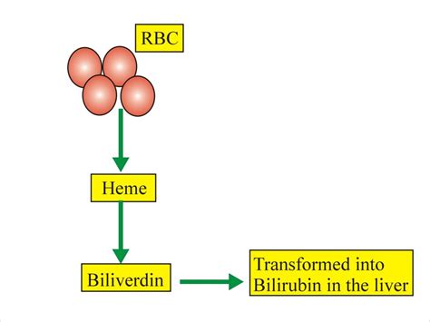 Bilirubin Part 1 Total Direct And Indirect Bilirubin Classification