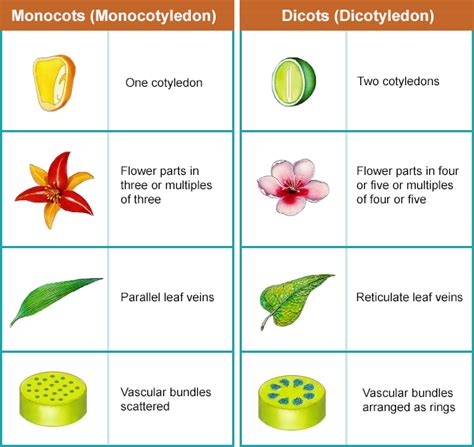 Monocot and Dicot Plants (Theory) : Class 9 : Biology : Amrita Online Lab