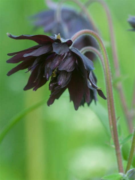 Columbine Aquilegia Black Barlow Bare Roots Dutchgrown™ Uk