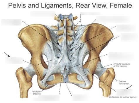 Pelvic Ligaments - Female Diagram | Quizlet