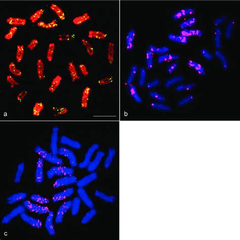 Chromosomal Locations Of Rex1 Rex3 And Rex6 In Monopterus Albus