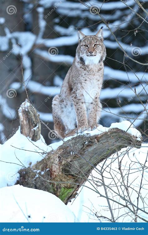 Eurasian Lynx In The Bavarian National Park In Eastern Germany Stock