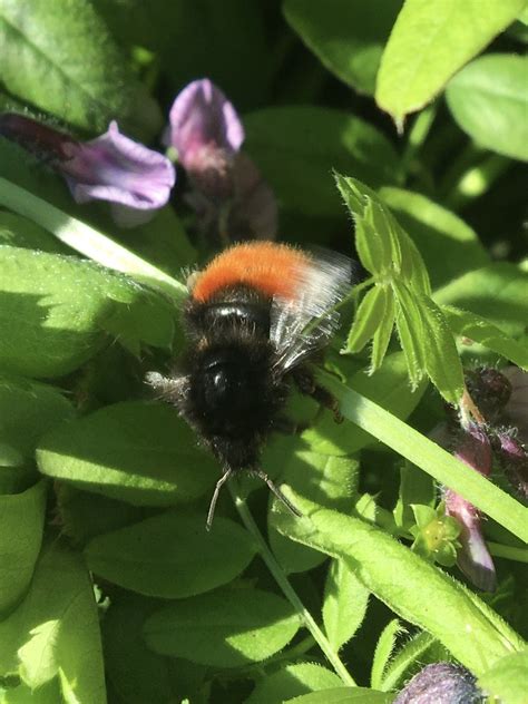 Bombus Alpinus Linnaeus 1758