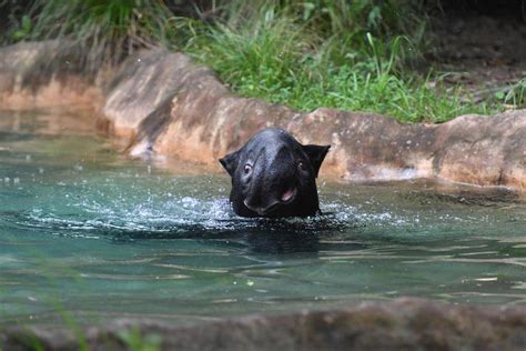 マレーバク アジアの熱帯林 動物紹介 よこはま動物園ズーラシア公式サイト公益財団法人 横浜市緑の協会