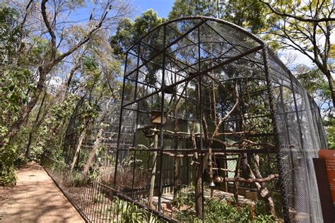 Capuchin Monkey Aviary Zoochat