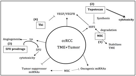 Ijms Free Full Text Non Coding Micro Rnas And Hypoxia Inducible Factors Are Selenium Targets