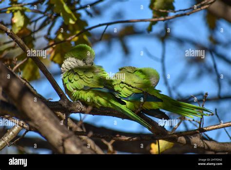 Quaker Parrot Hi Res Stock Photography And Images Alamy