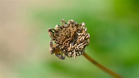 How To Plant Grow And Care For Shasta Daisies