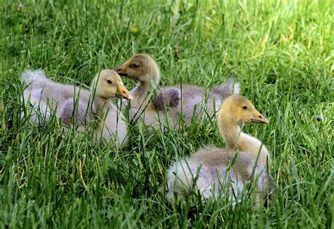 Goslings Geese Chick Free Photo On Pixabay