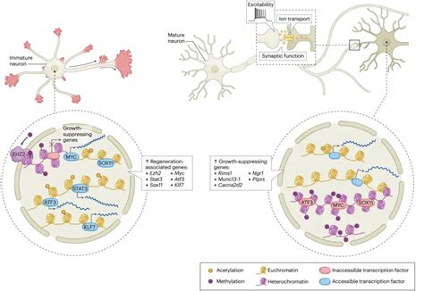 Nat Rev Neurosci重要综述：神经元成熟和轴突再生机制 哔哩哔哩