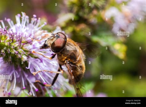 Honey Bee Covered With Yellow Pollen Drink Nectar Pollinating Flower