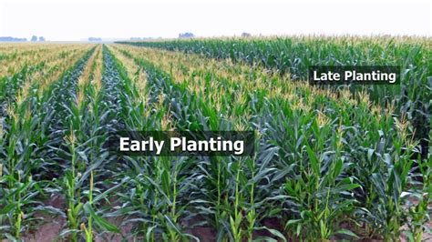 Corn Planting Recommendations For 2020 Mississippi Crop Situation