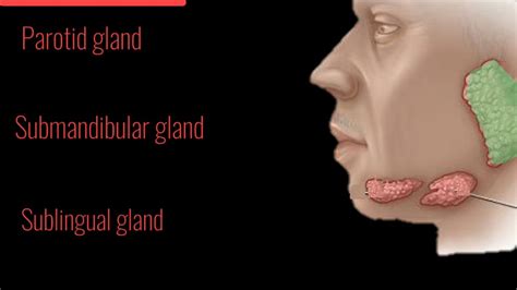 Salivary Glands Mechanism And Regulation Of Salivary Secretion Youtube