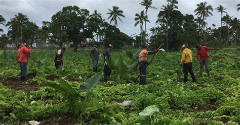 Thomsons In Tonga Crops In The Bush