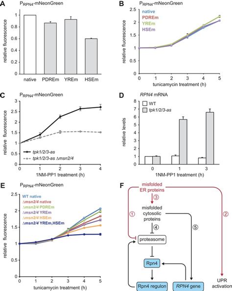 Figures And Data In The Proteasome Biogenesis Regulator Rpn4 Cooperates