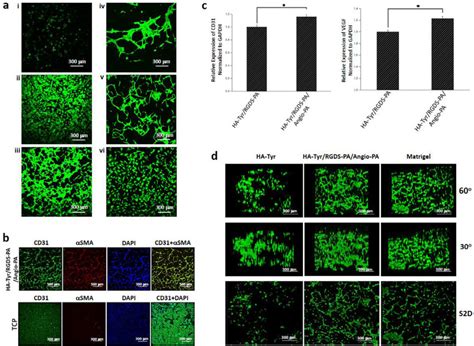 Multicomponent Hydrogel Supports Vascular Tubule Formation In D And