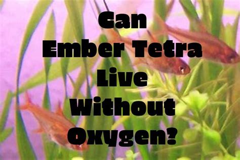 Can Ember Tetra Live Without Oxygen Tetra Fish Care