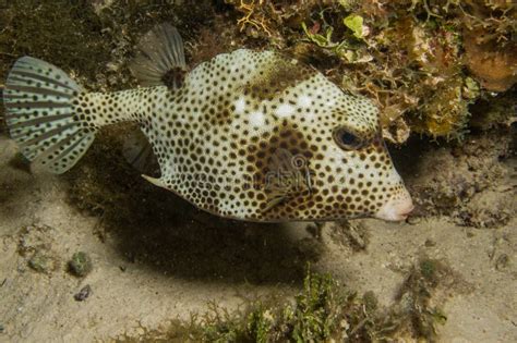 Karibische Rifffische Stockfoto Bild Von Reef Nave