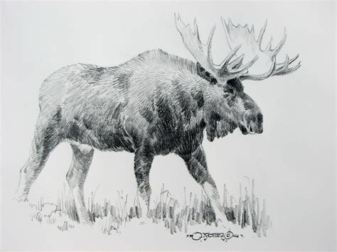 Moose Drawing Skill