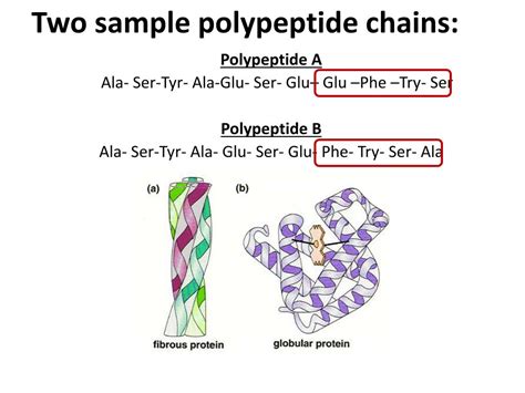 Ppt Proteins Powerpoint Presentation Free Download Id2058626