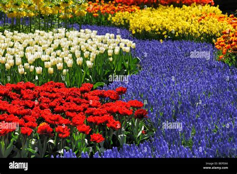 Blumenbeet Mit Bunten Tulpen Hyazinthen Und Narzissen In Blume Garten