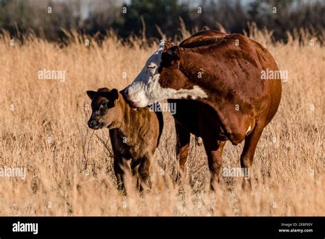 A Hereford Crossbred Beef Cow Licks Her Calf In A Dormant Winter