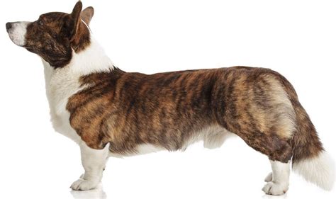 Cardigan Welsh Corgi - Dog Breed Guide