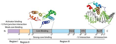 Biomolecules Free Full Text A Perspective On The Enhancer Dependent