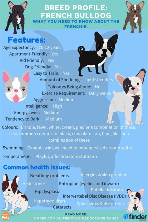 How much does pet insurance cost for each dog breed? | Finder | Dog ...