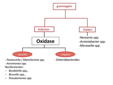 Gramnegative Bakt Enterobacteriales Karteikarten Quizlet