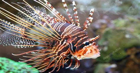 Boost Your Cars Personality With A Fun Fish Antenna Topper Antena