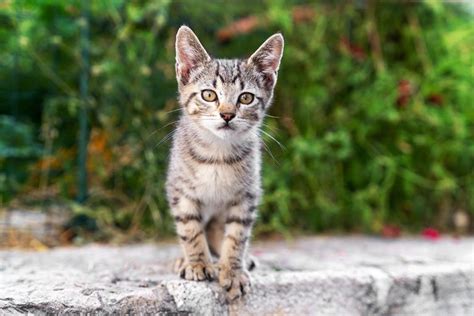 5 Month Old Kitten What To Expect Vet Reviewed Complete Guide Catster