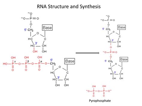 Ppt Bacterial Rna Polymerase New Insights On A Fundamental Molecular Machine Powerpoint