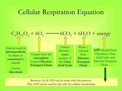 Give The Balanced Chemical Equation For Cellular Respiration - Tessshebaylo