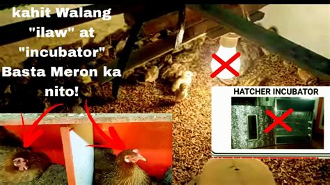 KAHIT WALANG ILAW AT INCUBATOR BASTA MERON KA NITO NATIVE CHICKEN