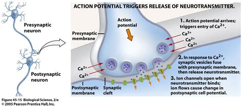 Action Potential Anatomy Physiology Neurotransmitters Physiology