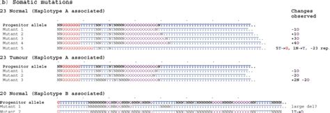 Human Telomeres That Contain Ctagggn Repeats Show Replication