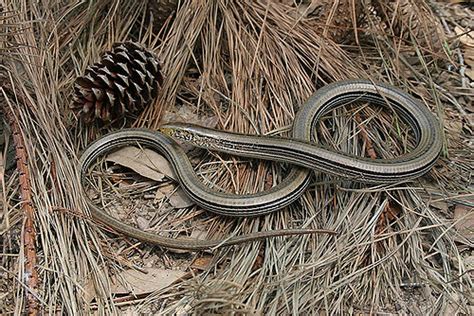 Slender Glass Lizard Facts and Pictures