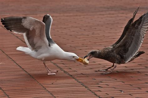 Seagulls Fighting Two Seagulls Fighting Series The Brow Flickr